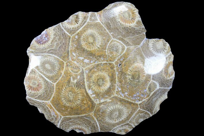 Polished Fossil Coral (Actinocyathus) - Morocco #85018